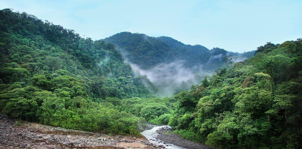 jungle, fog, trees-4003374.jpg